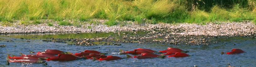 sockeye hansen mouth 3